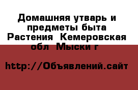 Домашняя утварь и предметы быта Растения. Кемеровская обл.,Мыски г.